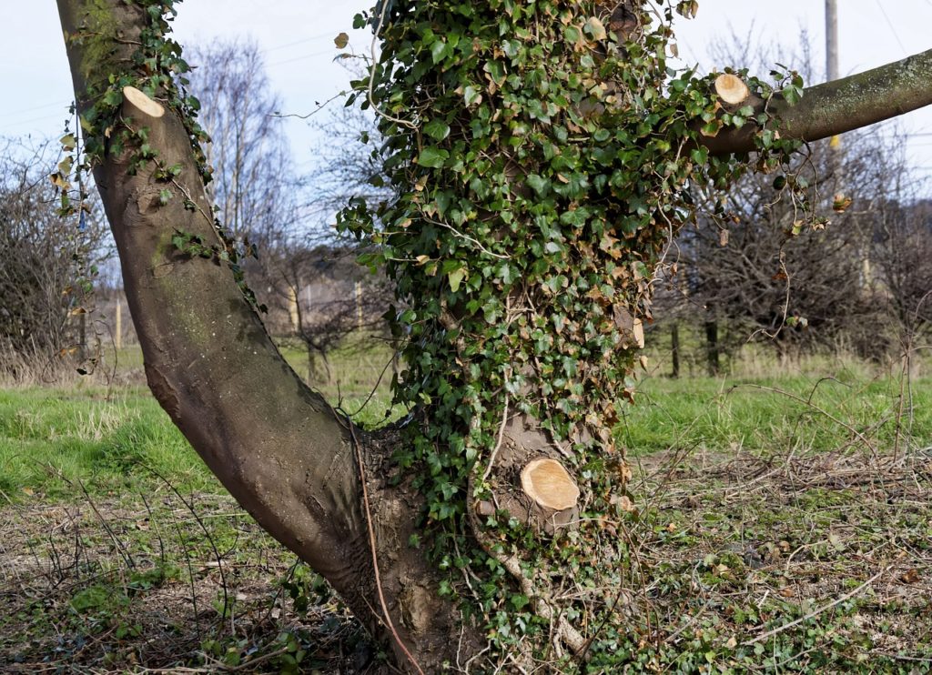 tree surgeon